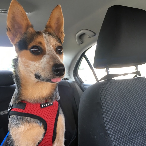 Meet your Posher, Kate - Picture 2 of 2